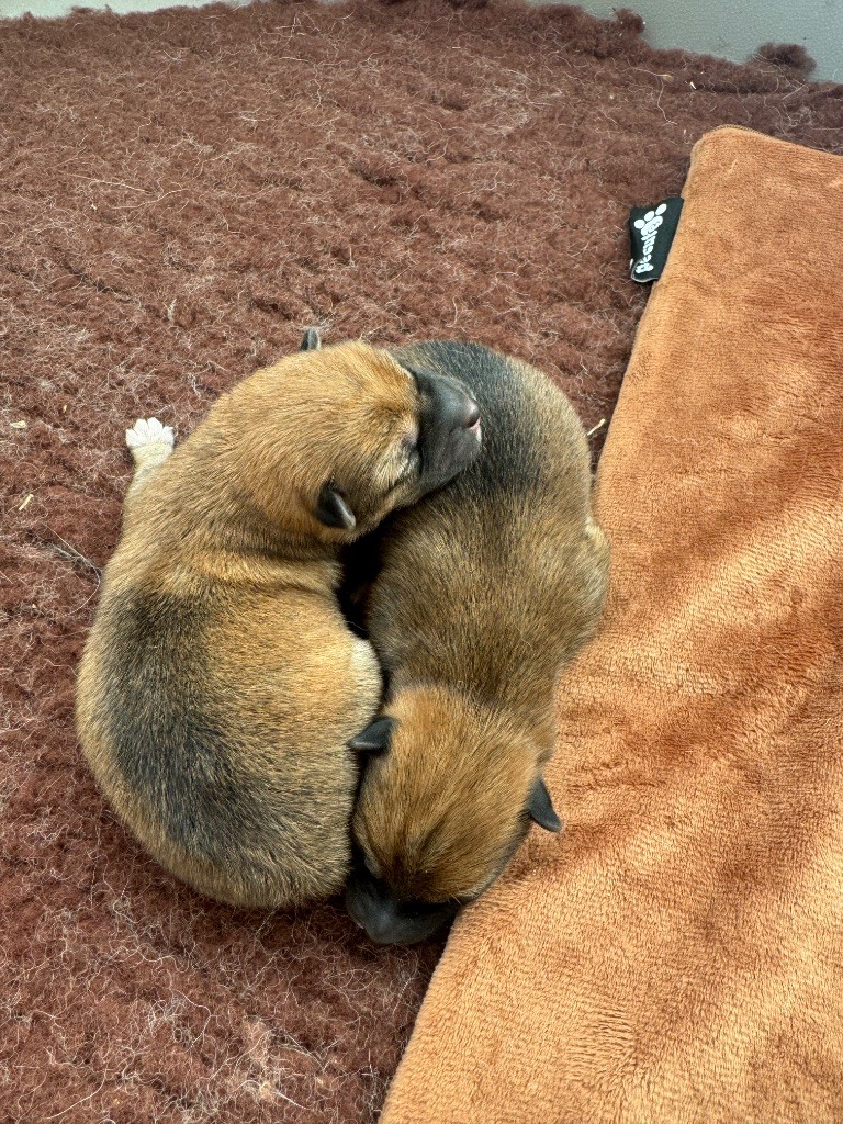 chiot Shiba des gardiens de juri