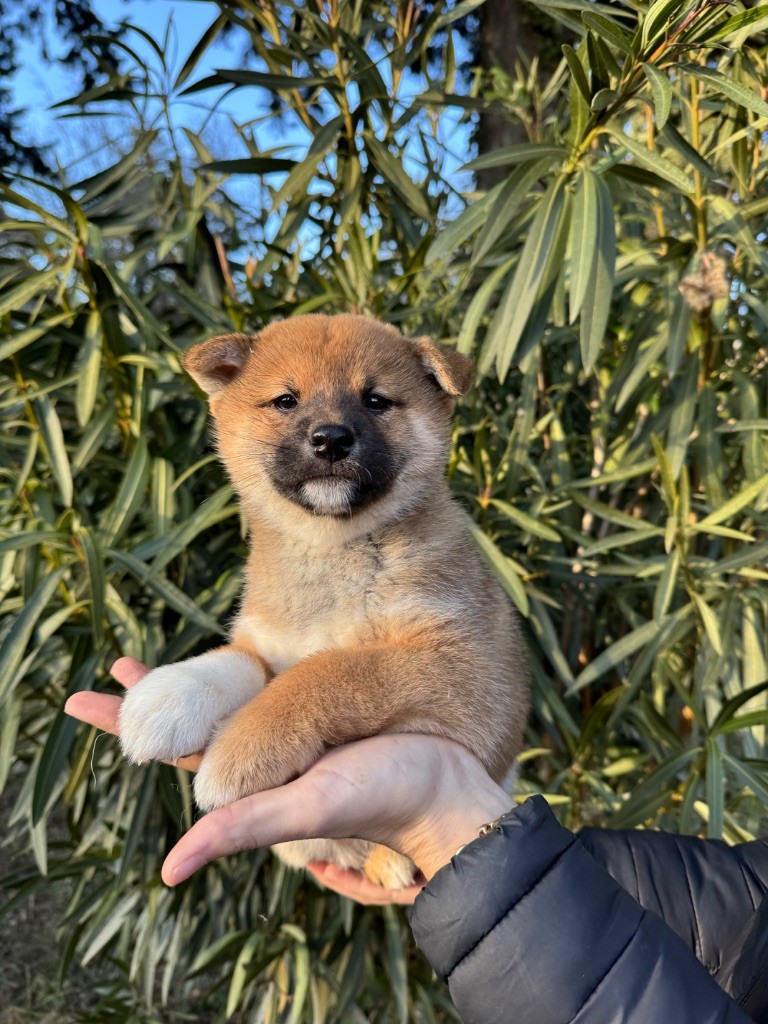 des gardiens de juri - Chiot disponible  - Shiba