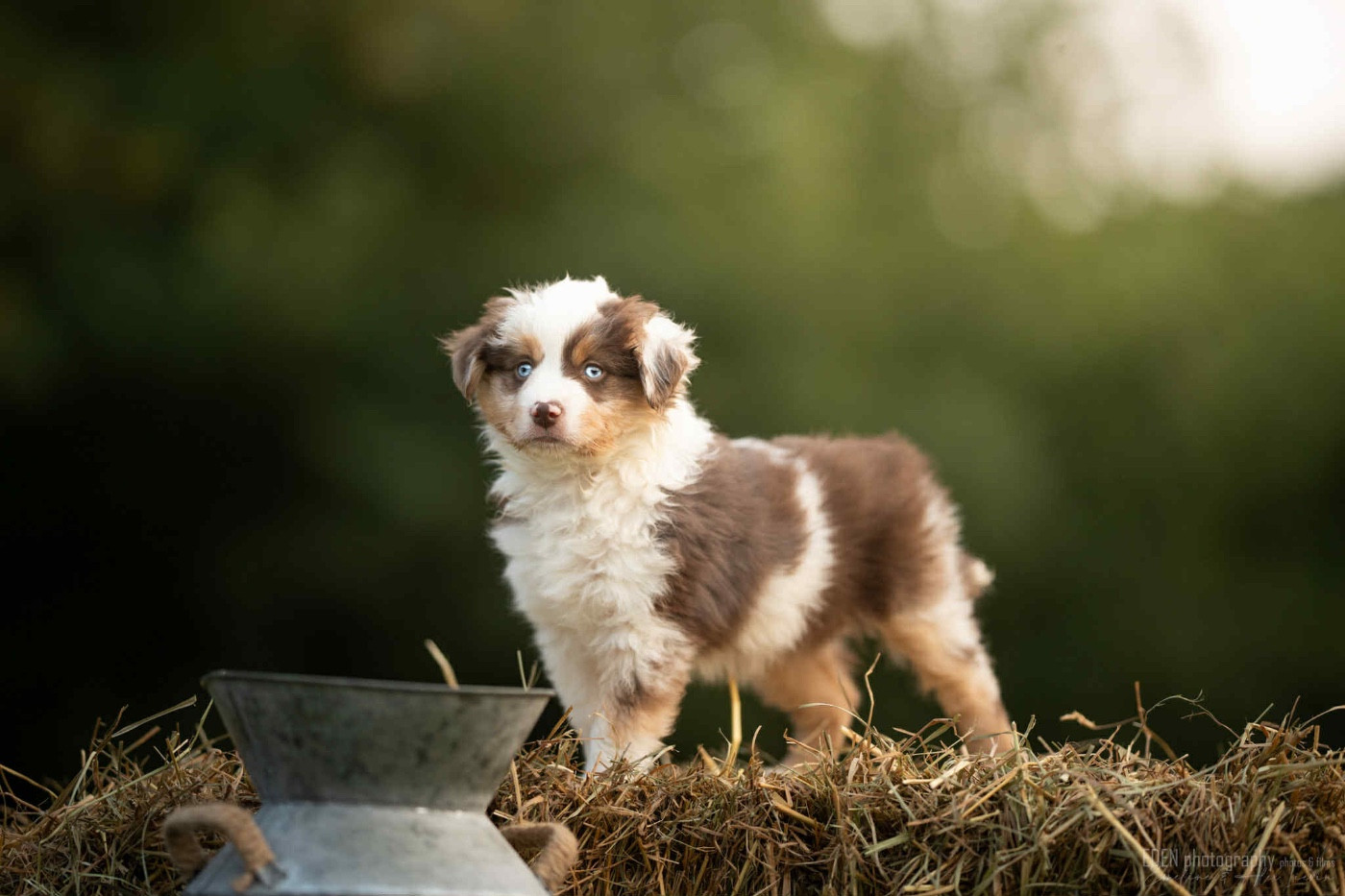 Aria Of American Madness