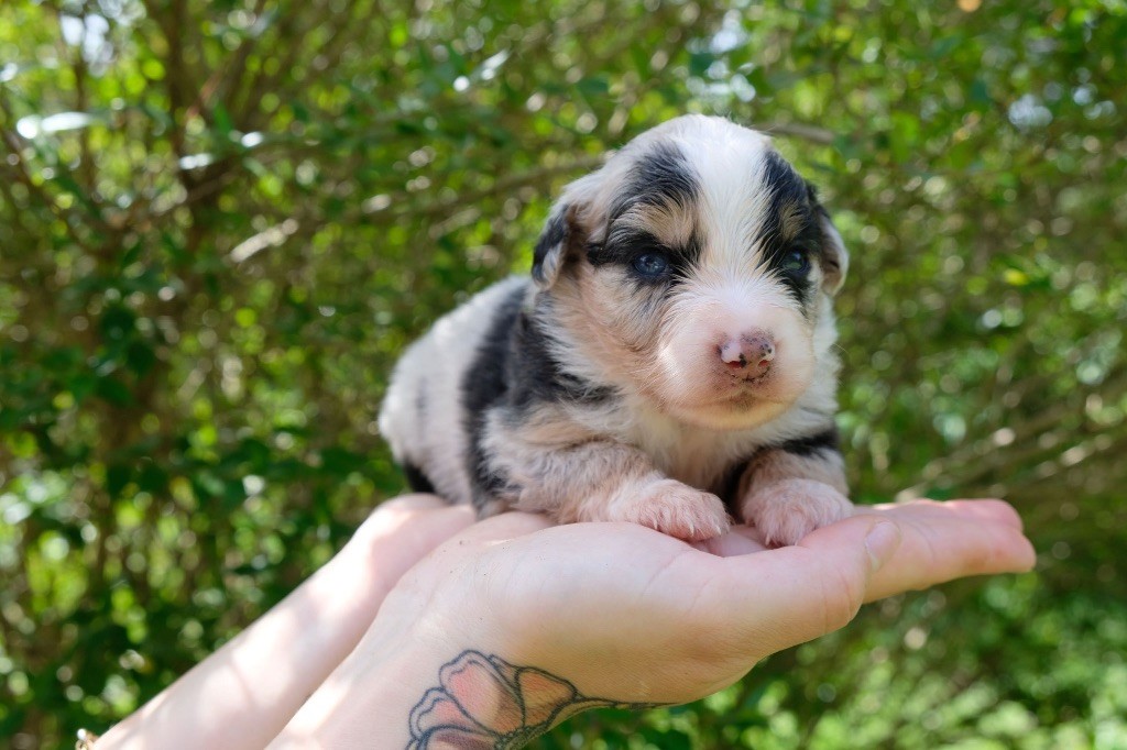 des gardiens de juri - Chiots disponibles - Berger Américain Miniature 