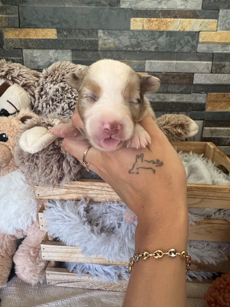 des gardiens de juri - Chiots disponibles - Berger Américain Miniature 