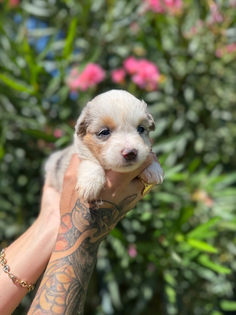 des gardiens de juri - Chiots disponibles - Berger Américain Miniature 