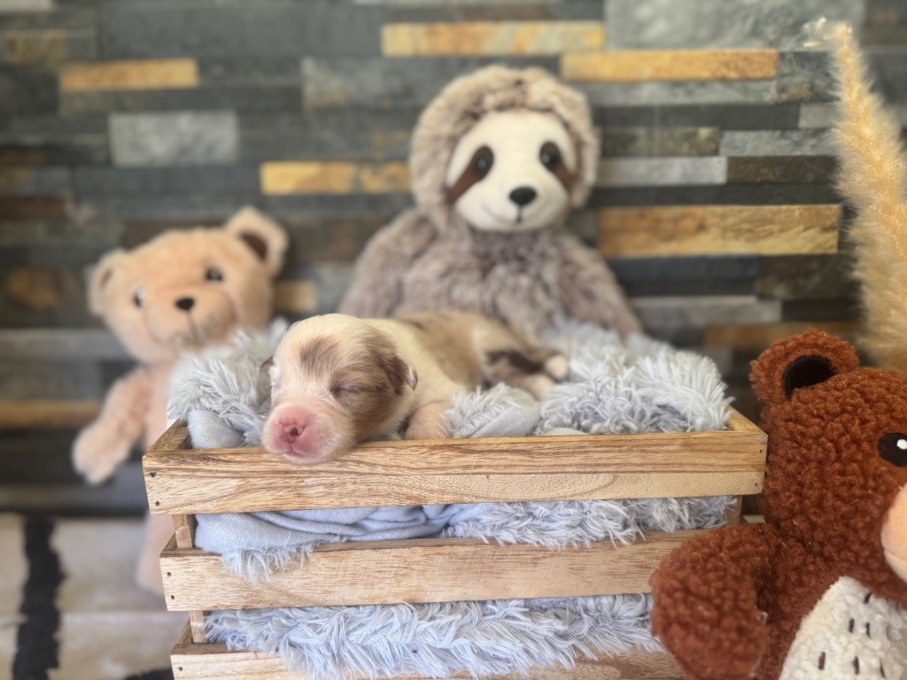 des gardiens de juri - Chiots disponibles - Berger Américain Miniature 