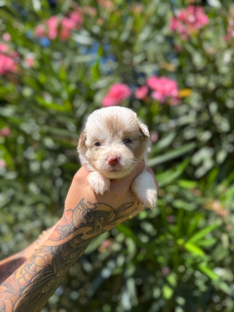 des gardiens de juri - Chiots disponibles - Berger Américain Miniature 