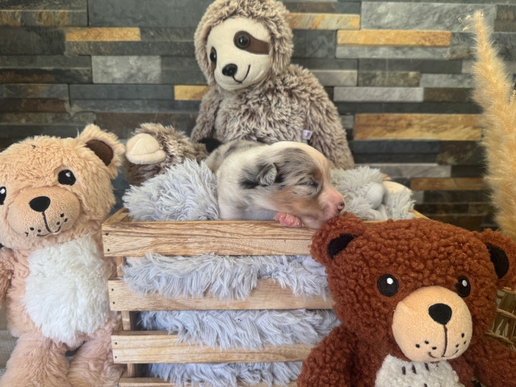 des gardiens de juri - Chiots disponibles - Berger Américain Miniature 
