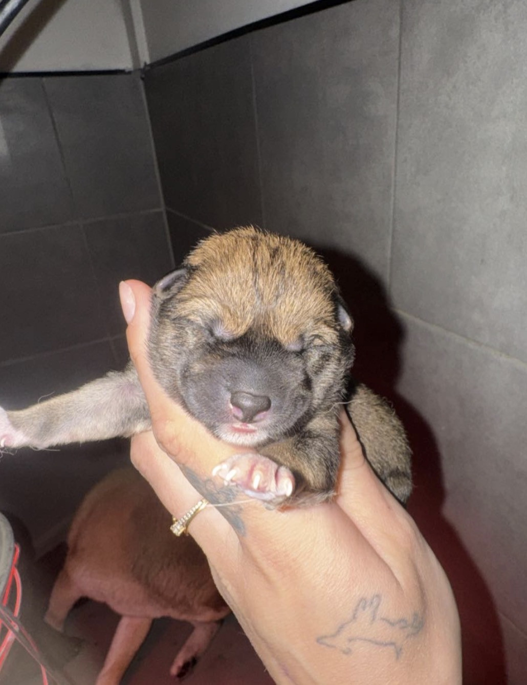 des gardiens de juri - Chiots disponibles - Shiba