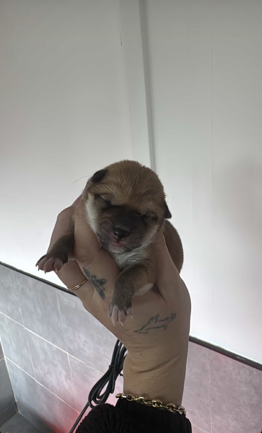 des gardiens de juri - Chiots disponibles - Shiba