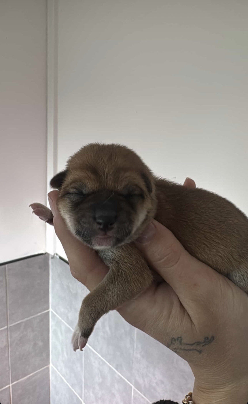 des gardiens de juri - Chiots disponibles - Shiba