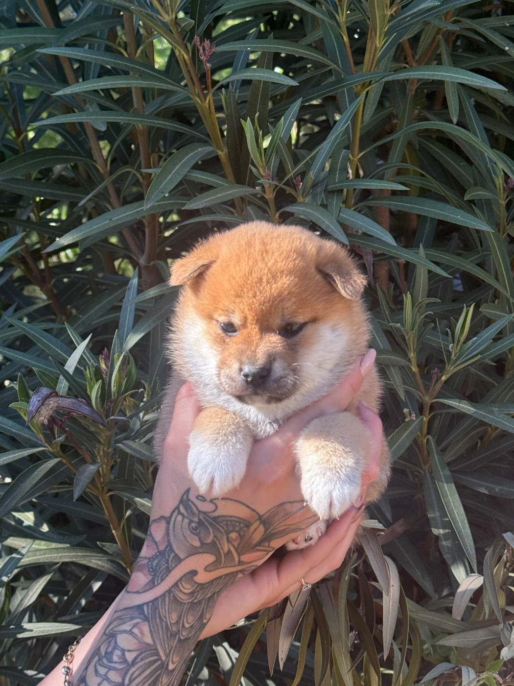 des gardiens de juri - Chiots disponibles - Shiba
