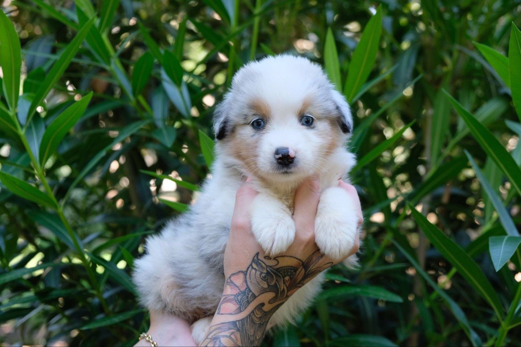 des gardiens de juri - Chiots disponibles - Berger Américain Miniature 