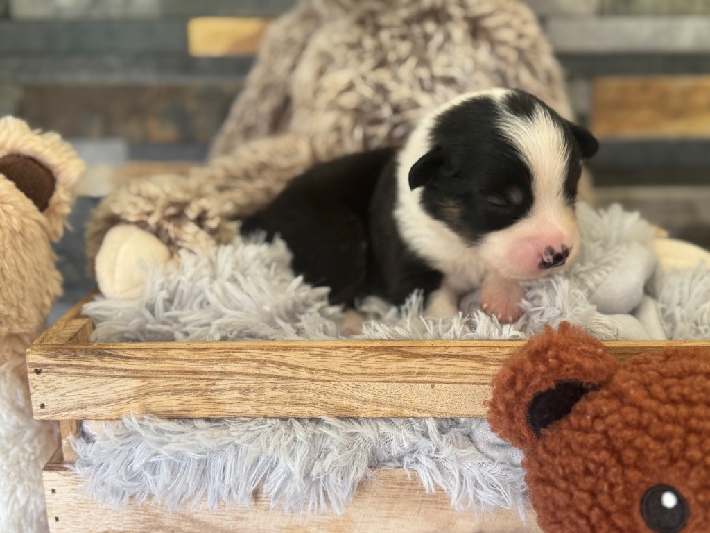 des gardiens de juri - Chiots disponibles - Berger Américain Miniature 