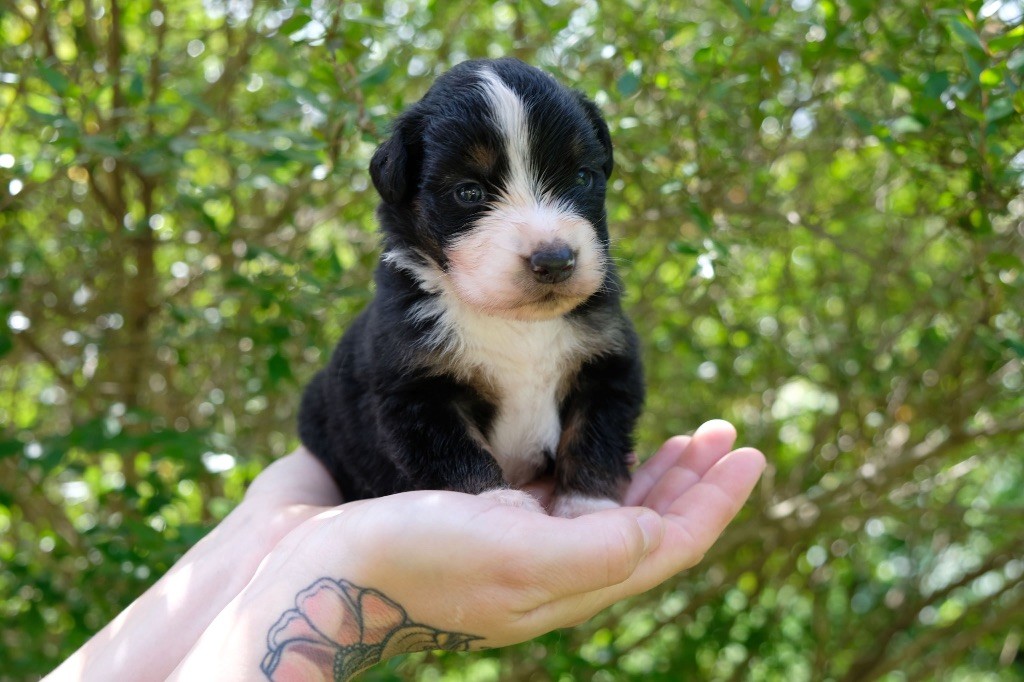 des gardiens de juri - Chiots disponibles - Berger Américain Miniature 