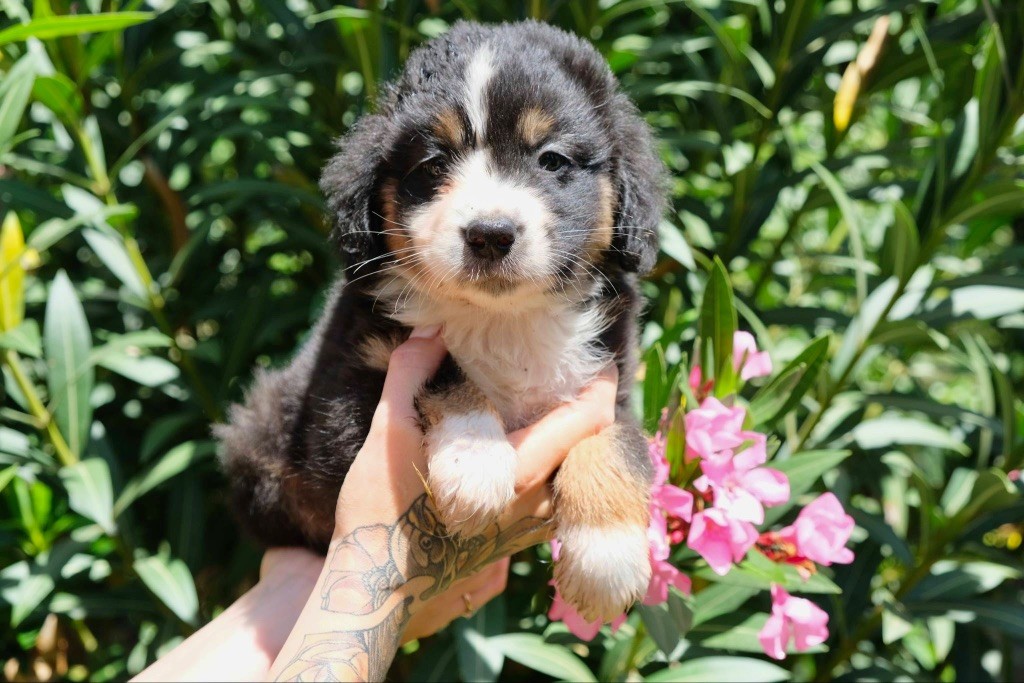 des gardiens de juri - Chiots disponibles - Berger Américain Miniature 