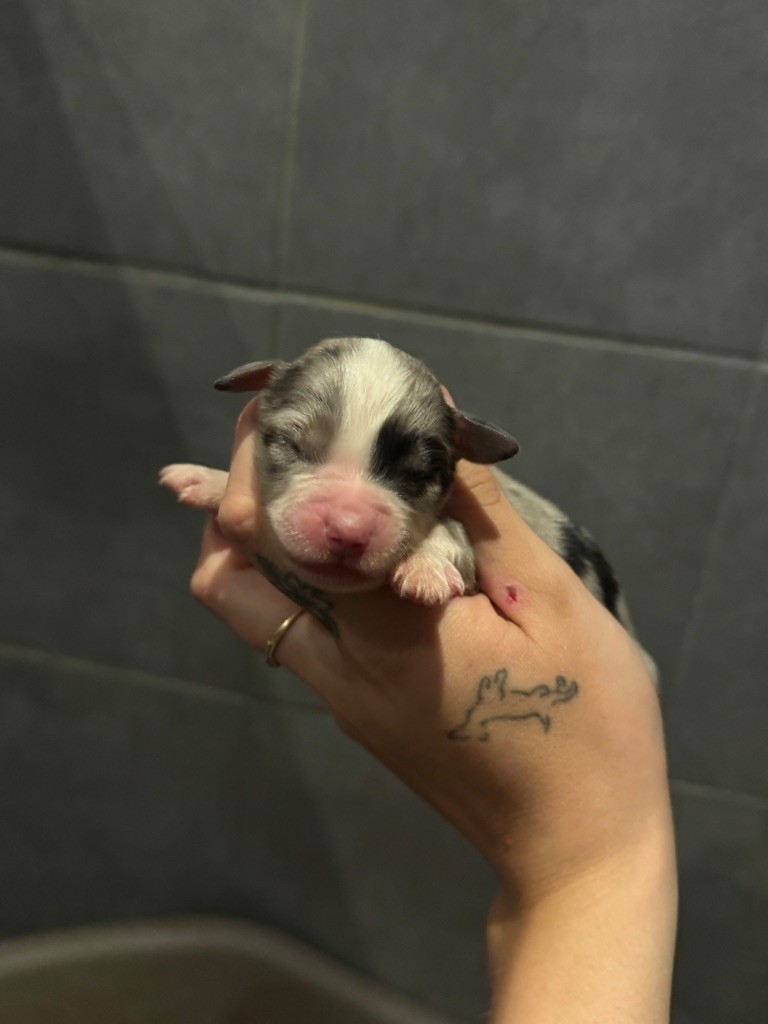 des gardiens de juri - Chiots disponibles - Berger Américain Miniature 