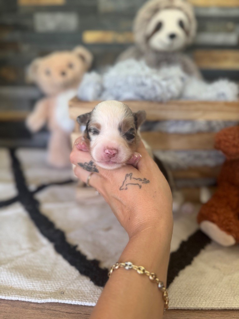 des gardiens de juri - Chiots disponibles - Berger Américain Miniature 