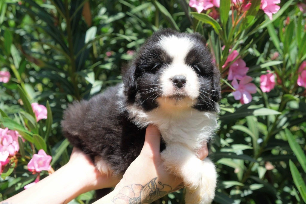 des gardiens de juri - Chiots disponibles - Berger Américain Miniature 