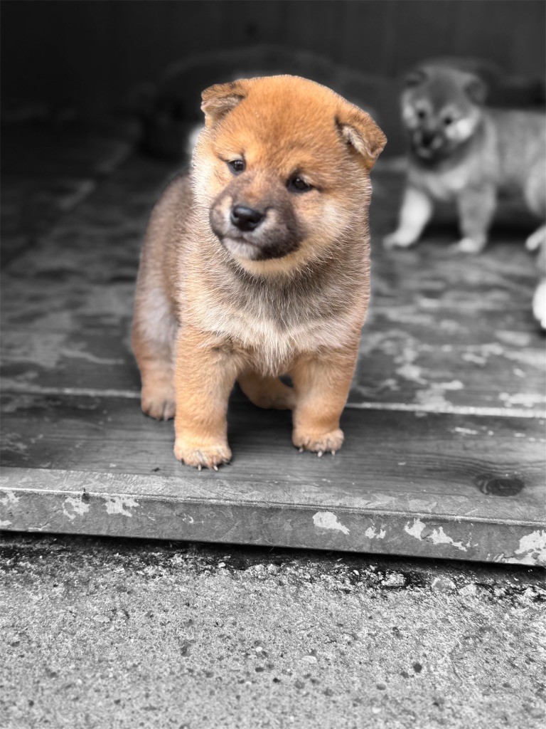 des gardiens de juri - Chiots disponibles - Shiba