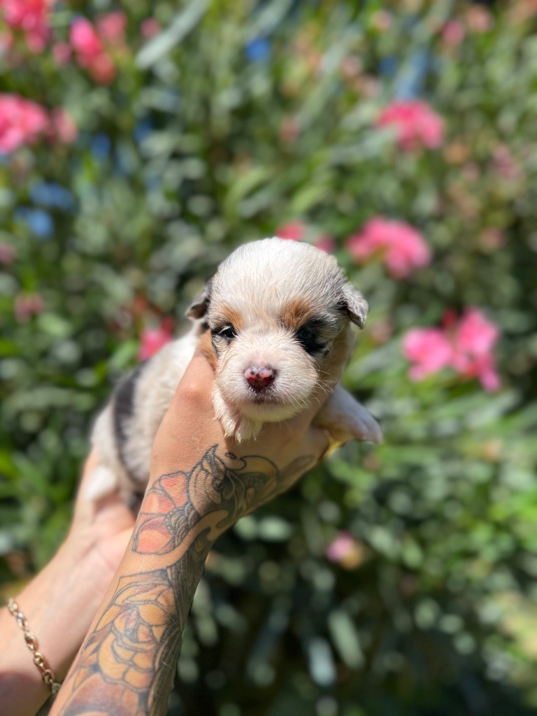 des gardiens de juri - Chiots disponibles - Berger Américain Miniature 