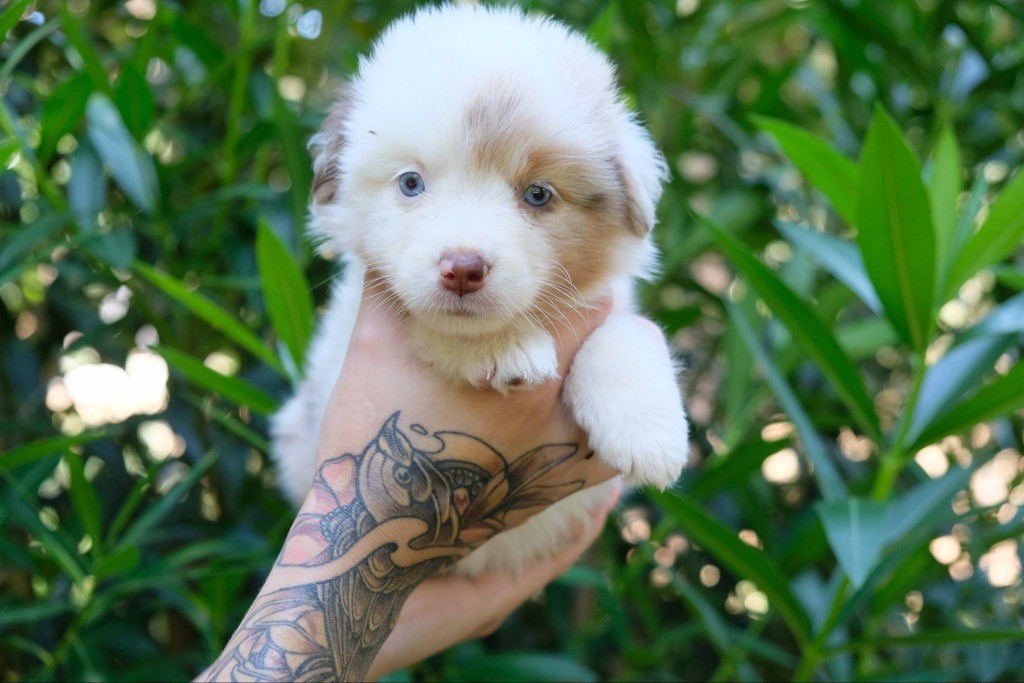 des gardiens de juri - Chiots disponibles - Berger Américain Miniature 