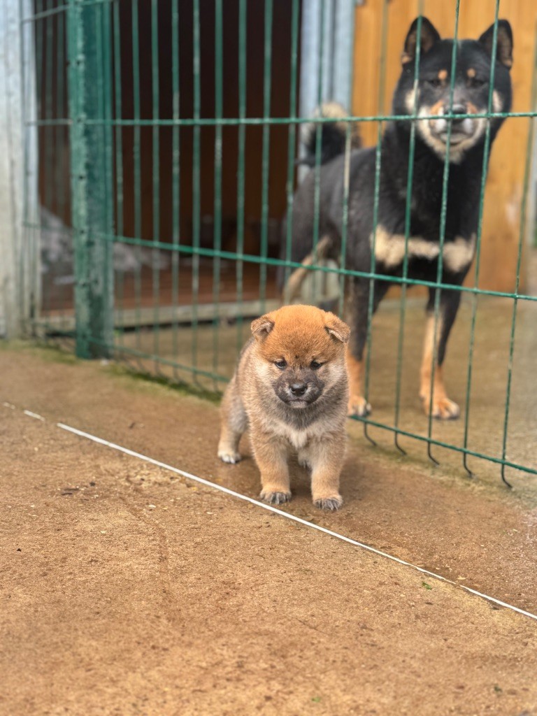 des gardiens de juri - Chiots disponibles - Shiba