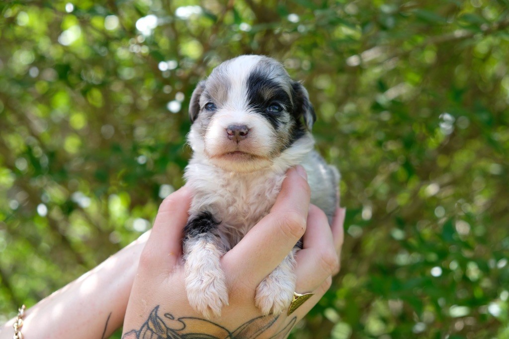 des gardiens de juri - Chiots disponibles - Berger Américain Miniature 