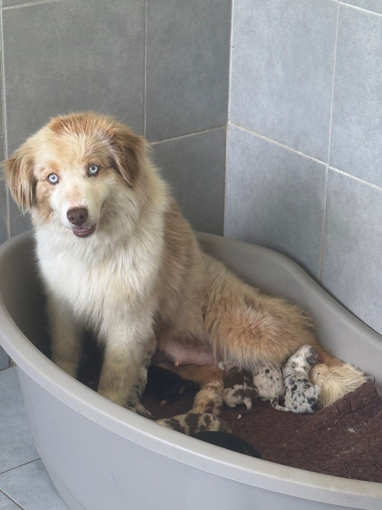 Chiot Berger Américain Miniature  des gardiens de juri