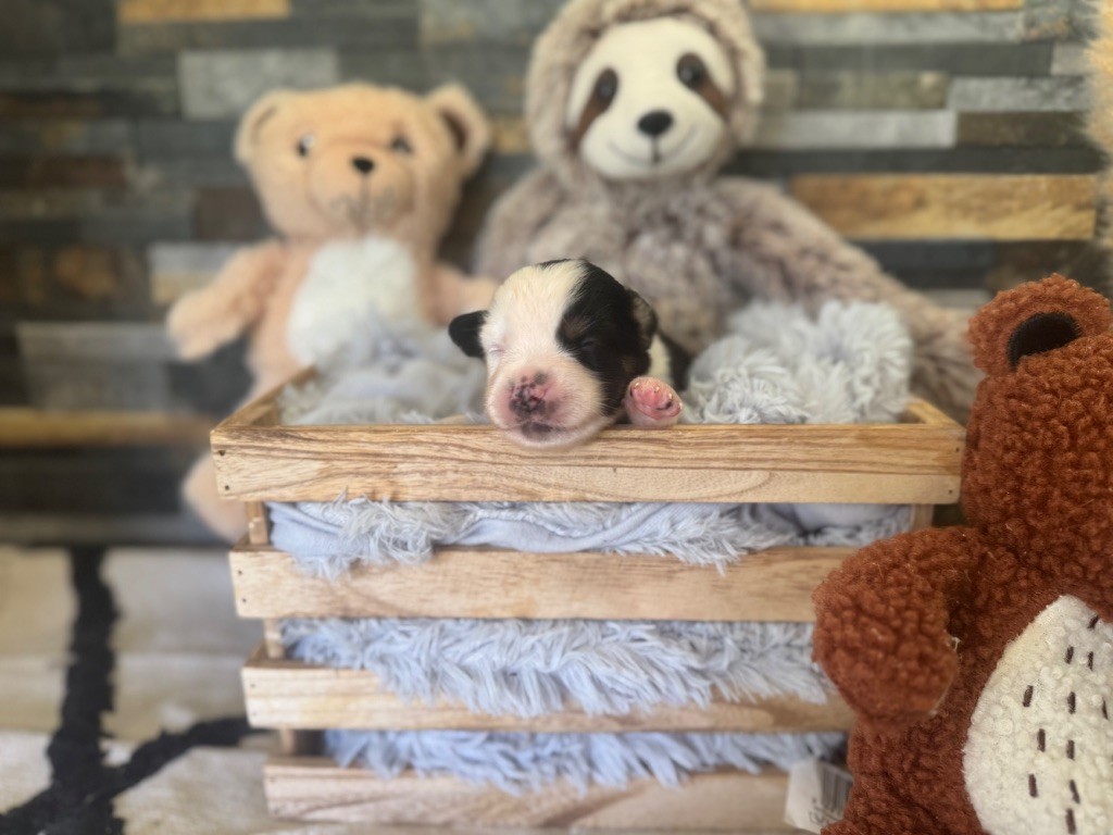 des gardiens de juri - Chiots disponibles - Berger Américain Miniature 