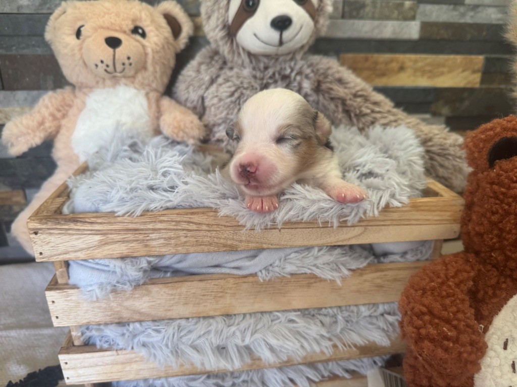 des gardiens de juri - Chiots disponibles - Berger Américain Miniature 