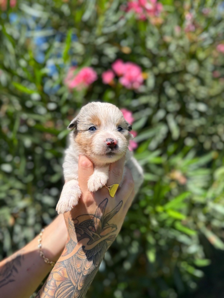 des gardiens de juri - Chiots disponibles - Berger Américain Miniature 