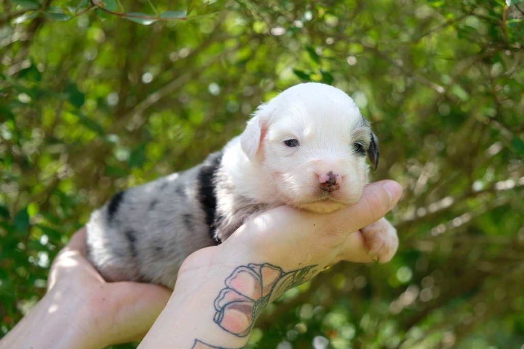 des gardiens de juri - Chiots disponibles - Berger Américain Miniature 