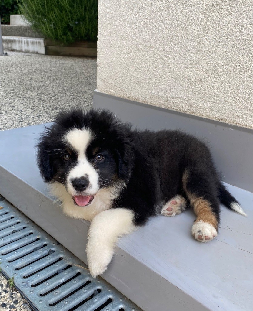 des gardiens de juri - Chiots disponibles - Berger Américain Miniature 