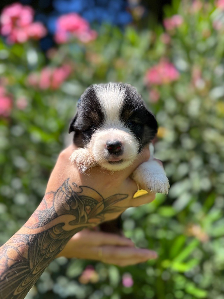 Athos