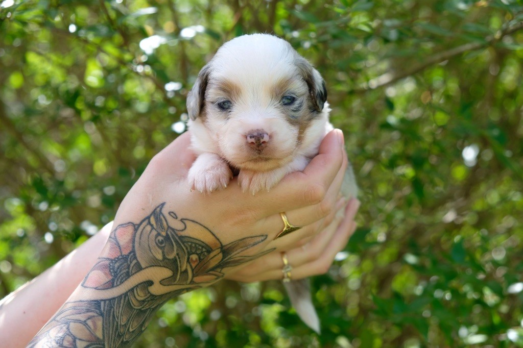 des gardiens de juri - Chiots disponibles - Berger Américain Miniature 