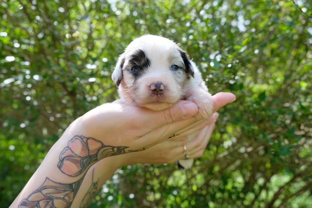 des gardiens de juri - Chiots disponibles - Berger Américain Miniature 