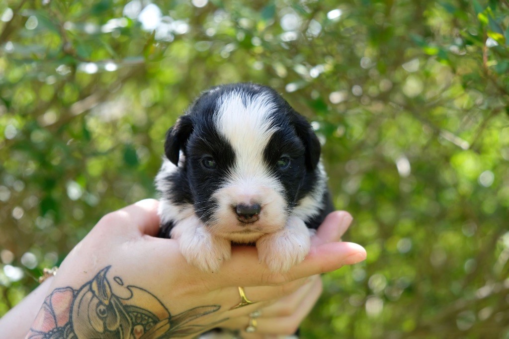 des gardiens de juri - Chiots disponibles - Berger Américain Miniature 